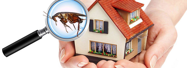 pest-control-services.jpg