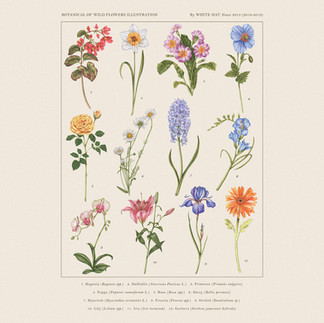 botanical of wind flowers