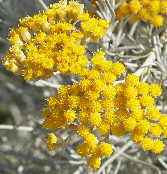Helichrysum Flower Remedy | Sacred Space Essentials