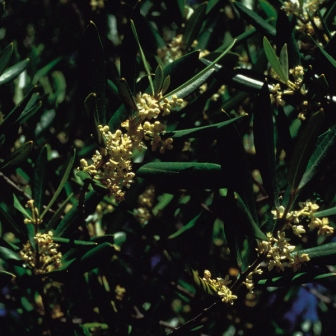 Olive Bach Flower Remedy | Sacred Space Essentials