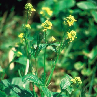 Mustard Bach Flower Remedy | Sacred Space Essentials