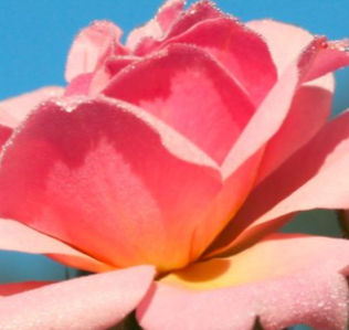 Personal Consultation Flower Remedy