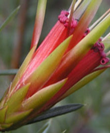 Strength Flower Remedy