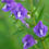 Thumbnail: Skullcap Flower Remedy | Sacred Space Essentials