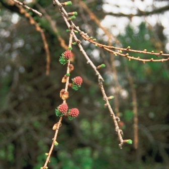 Larch Bach Flower Remedy | Sacred Space Essentials
