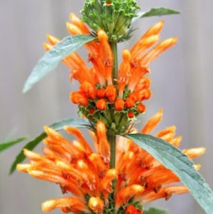 Lion's Tail Flower Remedy | Sacred Space Essentials