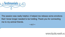 My recent client testimonial for Soul Level Animal communication®.