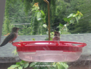 Expectation Of The Hummingbird