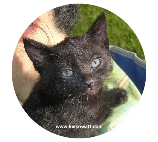 black kitten