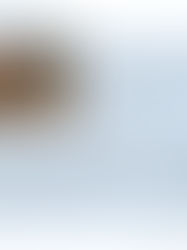 Two colour cat laying on the carpet on the left corner, client testimonial in Japanese, on the bottom right writes www.keikowatt.com