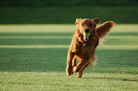Animal Communication