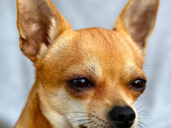 Doggy's change of mind.