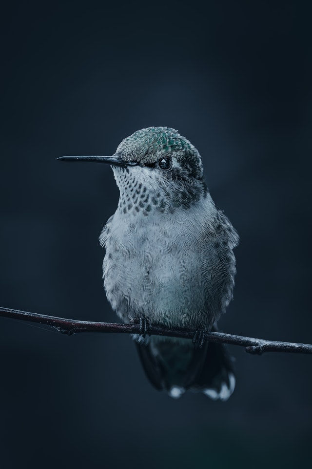 hummingbird sitting on a branch