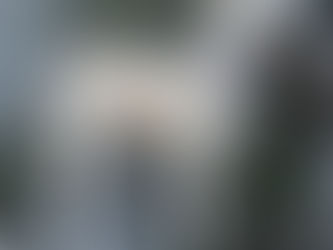 White dog with purple collar