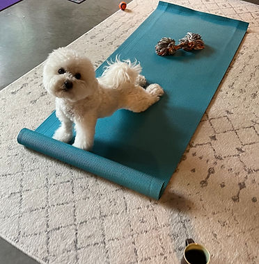 Upward Facing Doggie.jpg