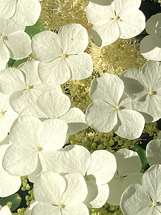 best flowers.heic