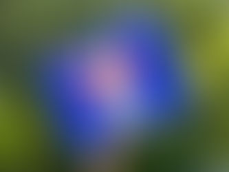 Hand holds a blue sign with a red crossed-out crown and "NO KINGS" text. Green foliage in background, conveying a protest vibe.