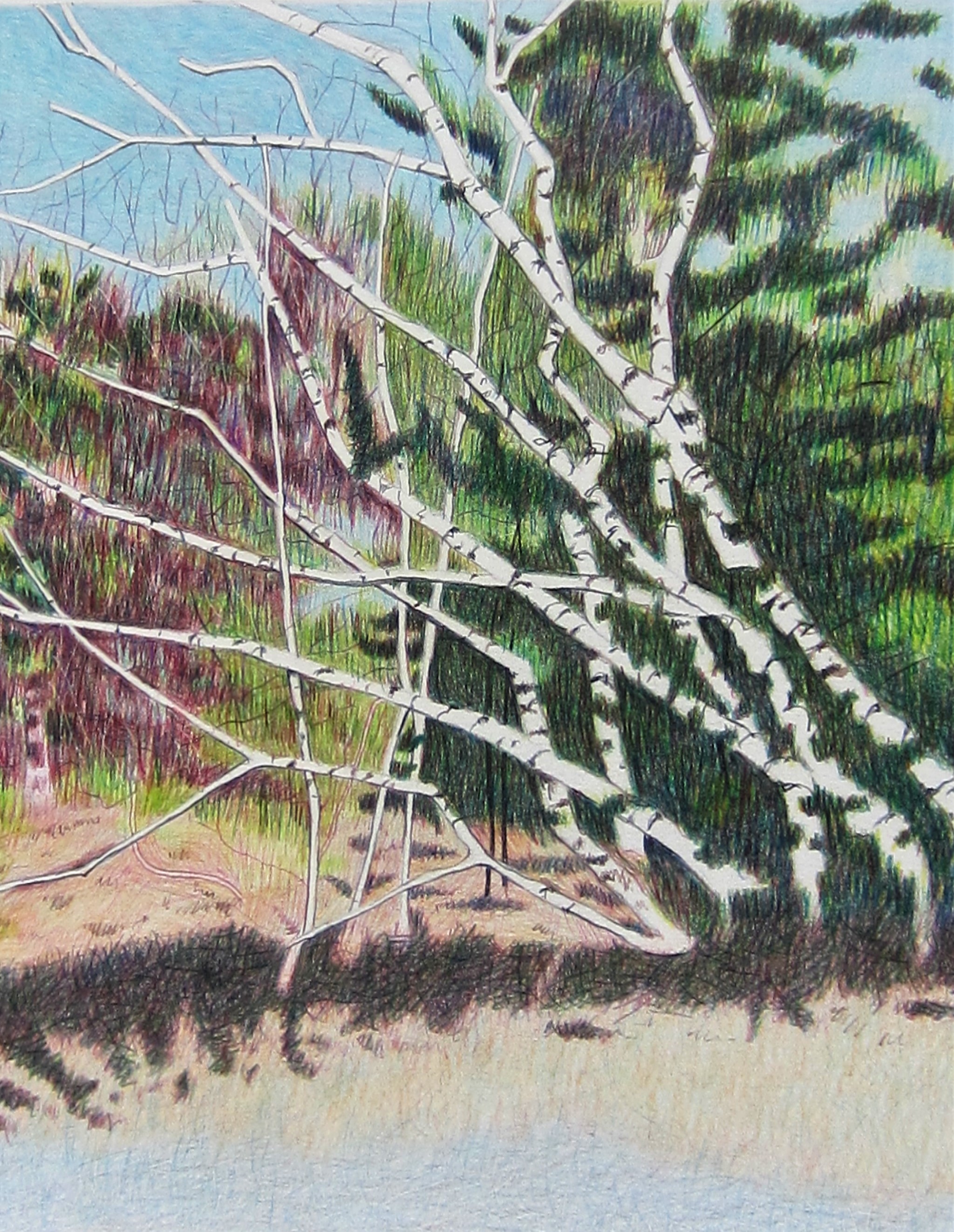 NORTH CAROLINA BIRCH TREES