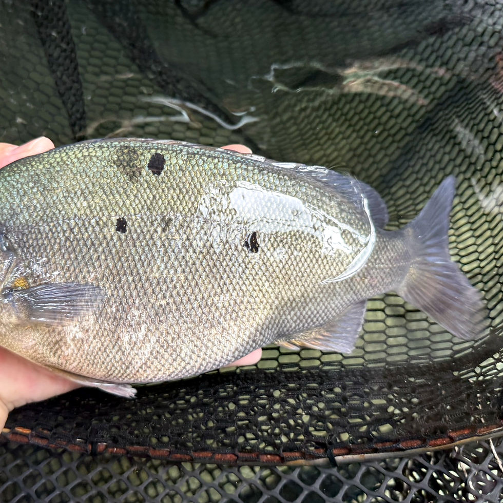 縮圖：活力寶石魚(天然Omega3) (約250-350g)