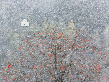 風ニモマケズ雪ニモマケヌ丈夫ナカラダ