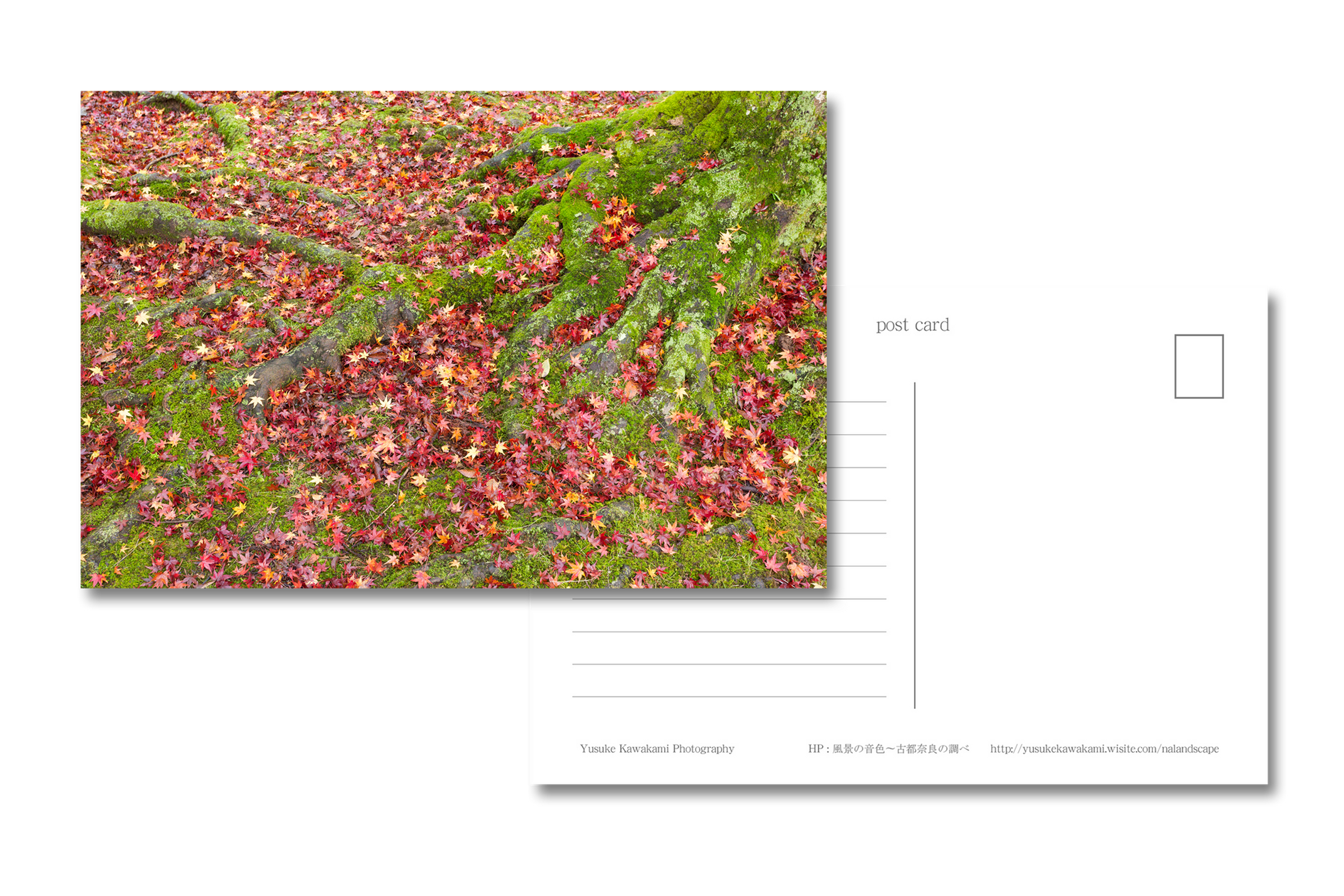 【ポストカード】紅葉の絨毯