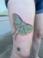Luna Moth