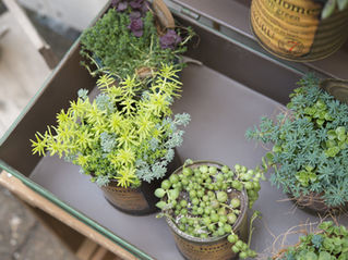 How to care for your Succulent in 3 Easy Steps