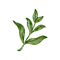 Green Tea Graphic