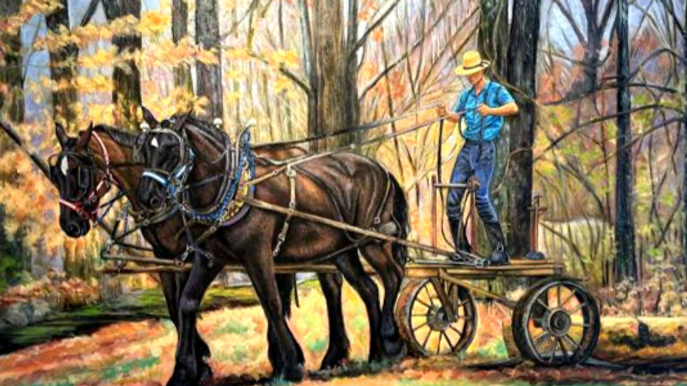 amish buggy and horse