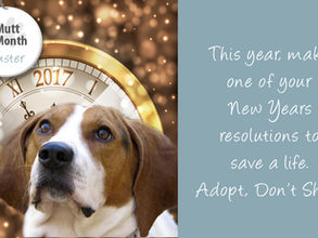 Mutt of the Month: Buster