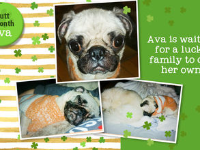 Mutt of the Month: Ava
