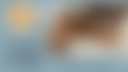 Mutt of the Month: Annabelle