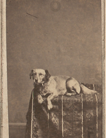 Fido.png