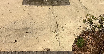 Single crack running vertically through the slab near the planting bed