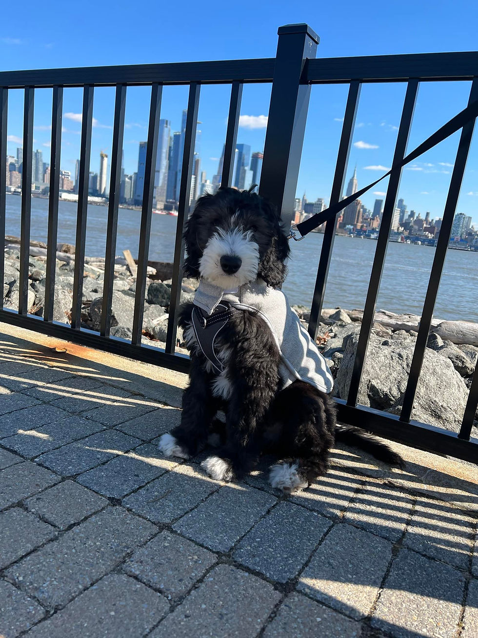 Eye-level view of a Sheepadoodle lounging in a cozy living space