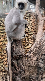 Castellar_Zoo_Trip_April_2022_21.jpeg