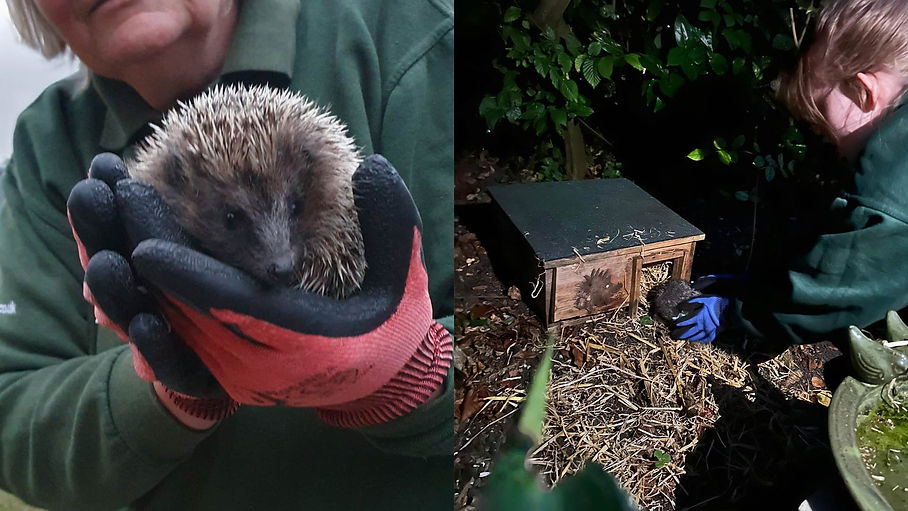hedgehogs-release-collage-cropped-for-web-1920x1080.jpg