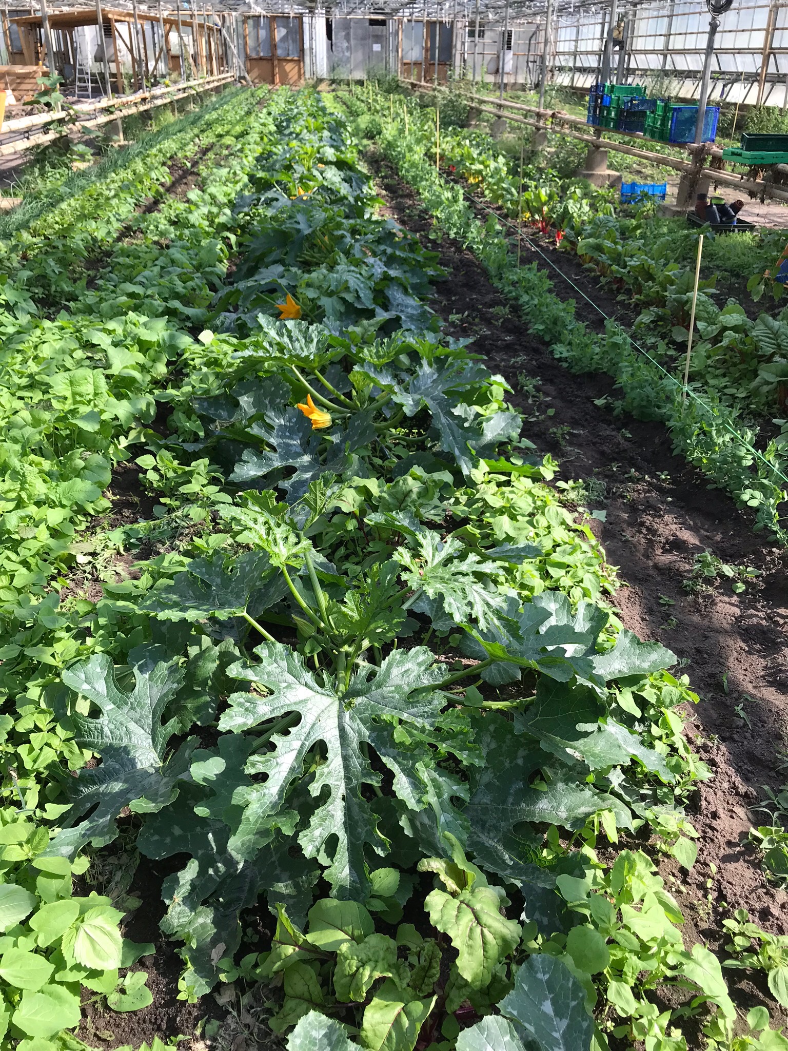 Zucchini
