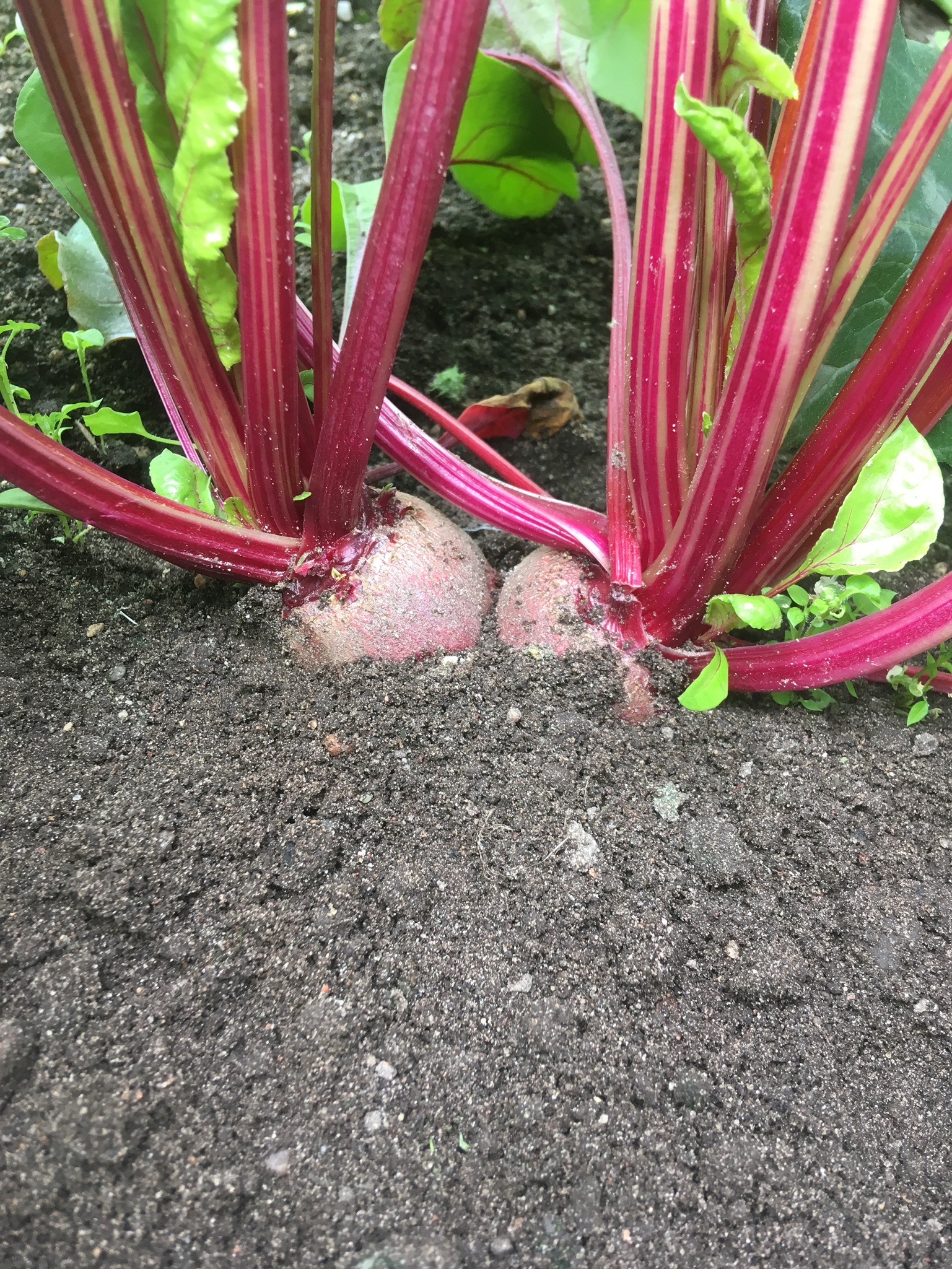 Baby-Rote-Beete