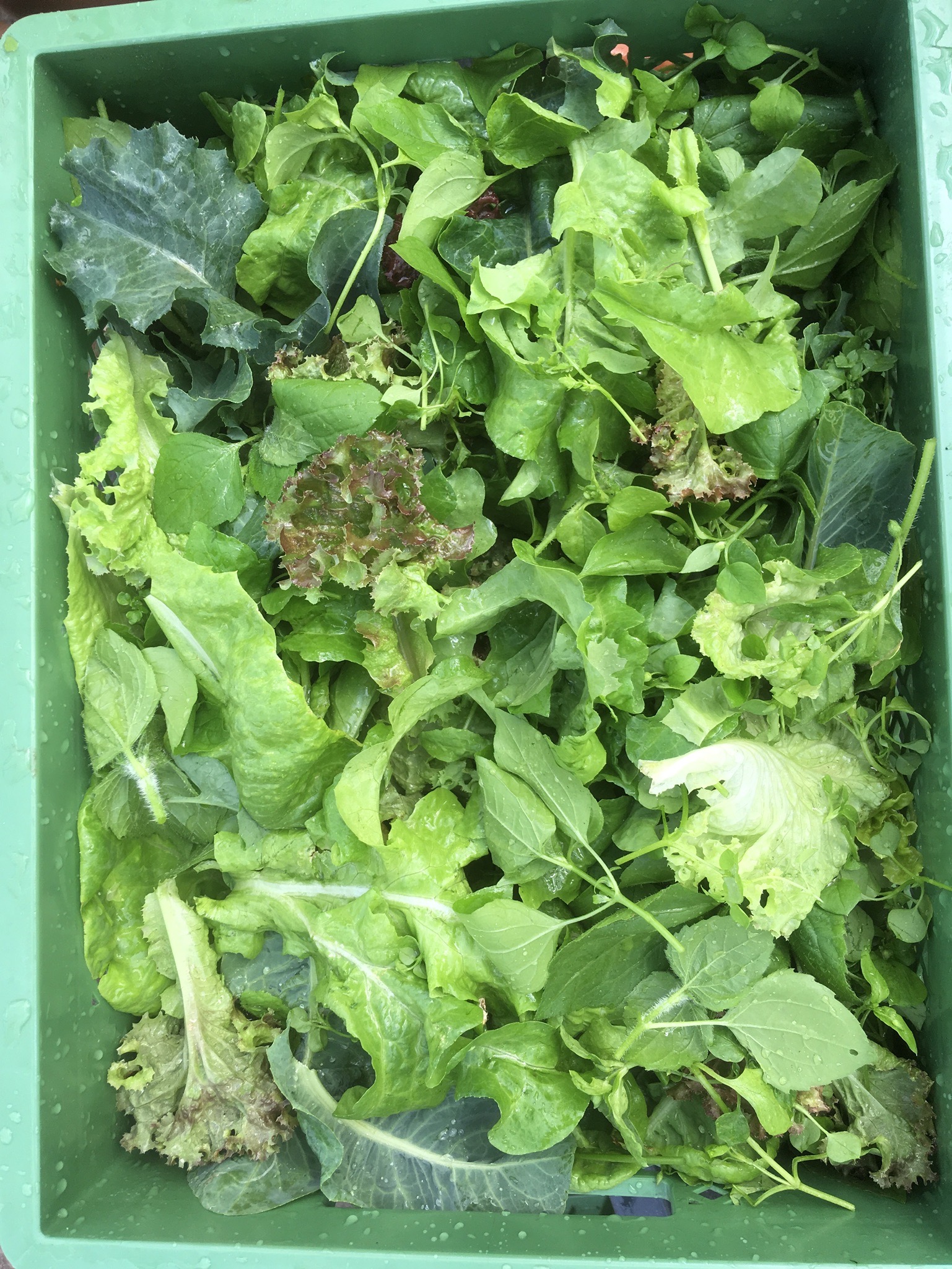 Wildsalatmix