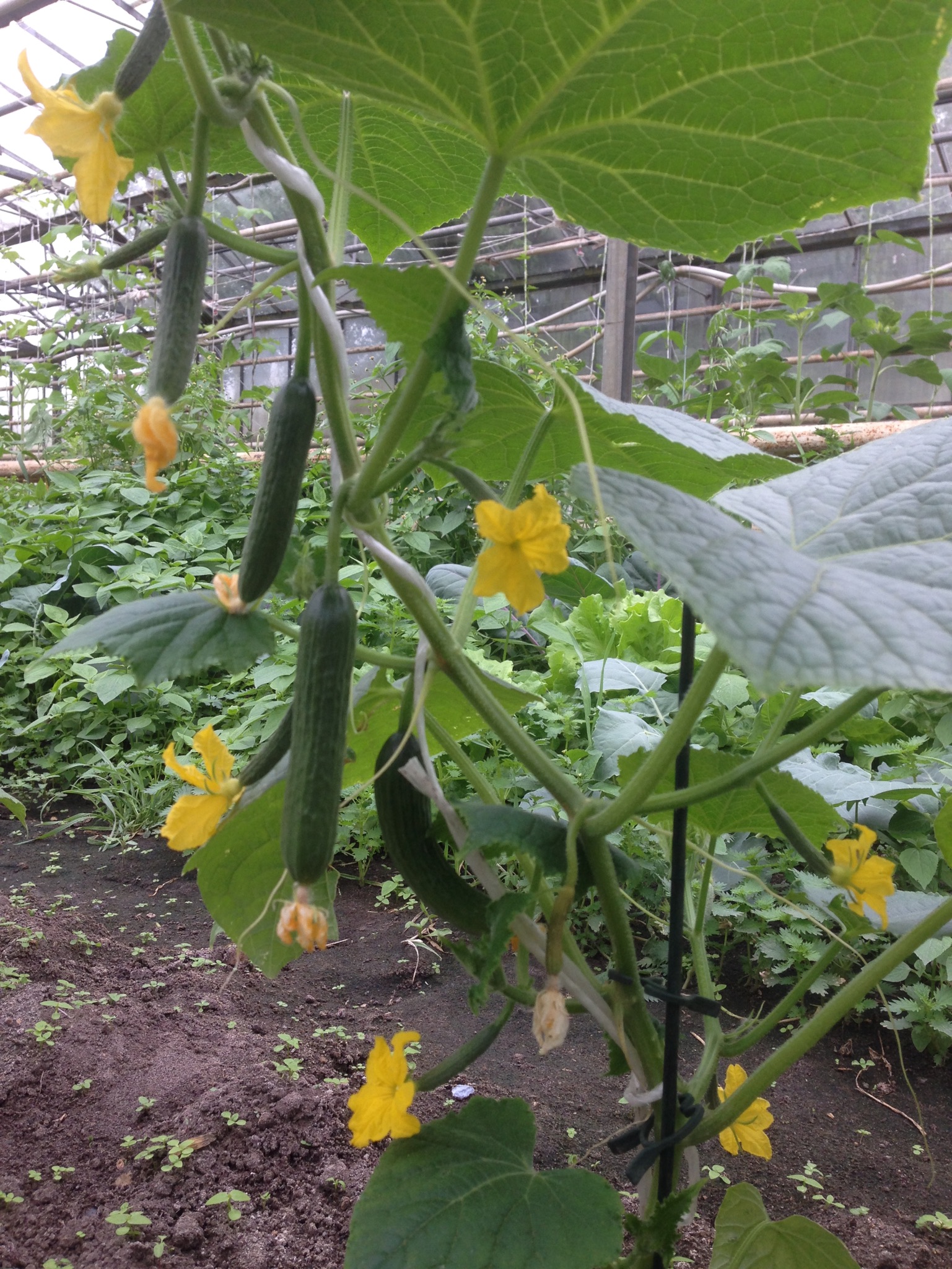 Gurkenblüte