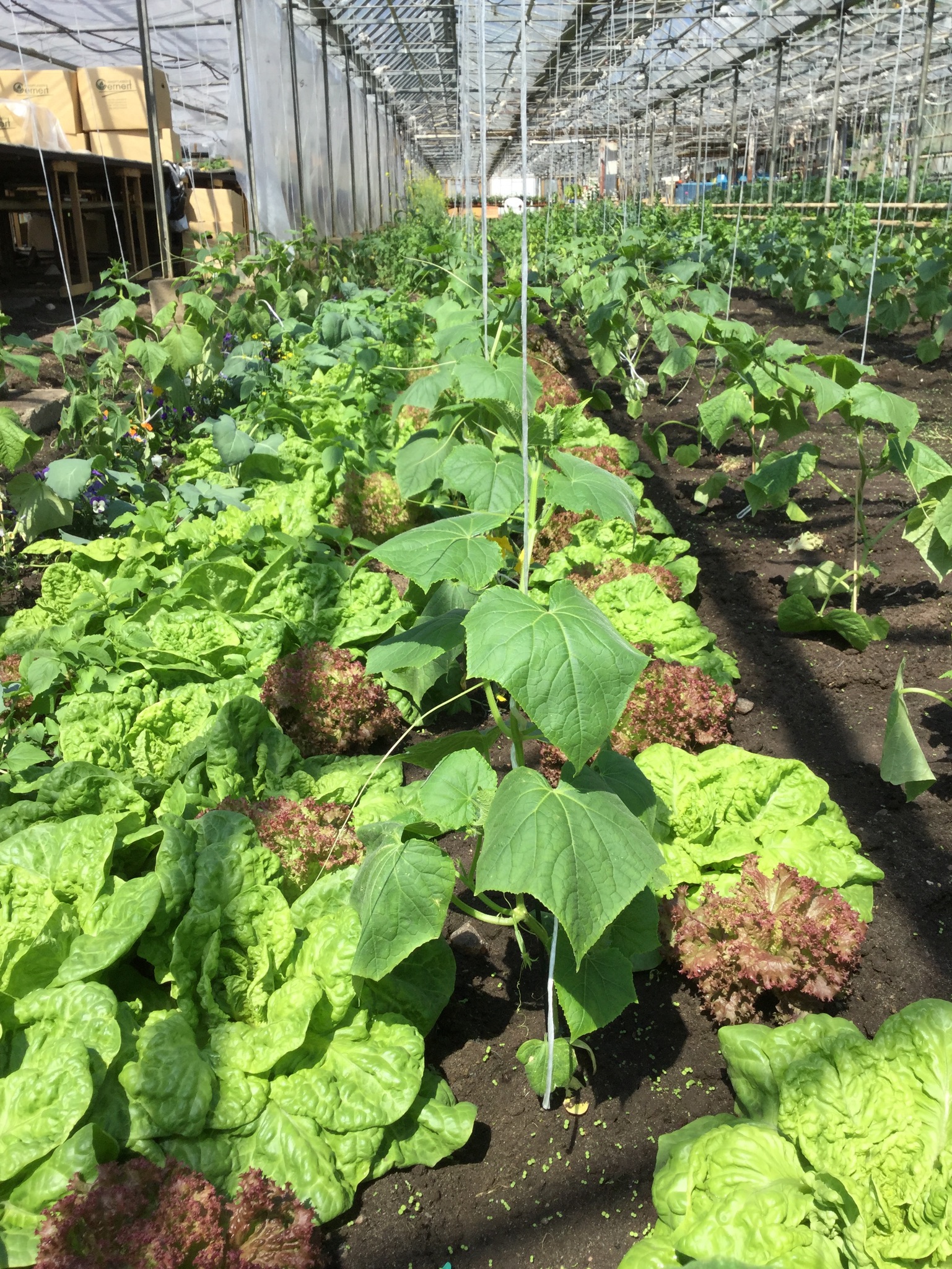 Mischkultur Gurke & Salat