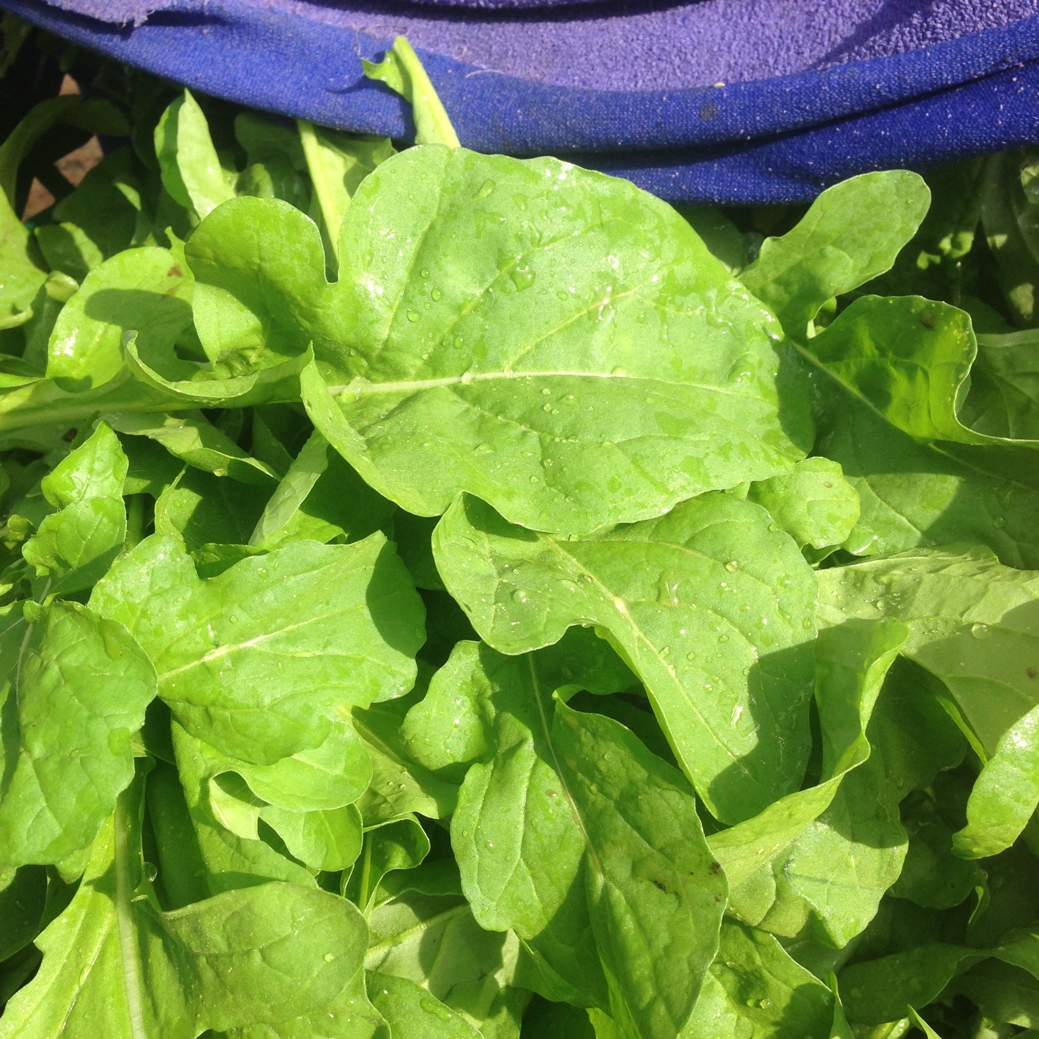 Rucola