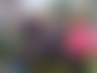 Frühlingsblumensetzten