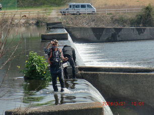 天然アユのカワウ対策をしています