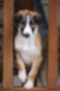 Westley