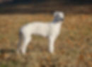 Pan