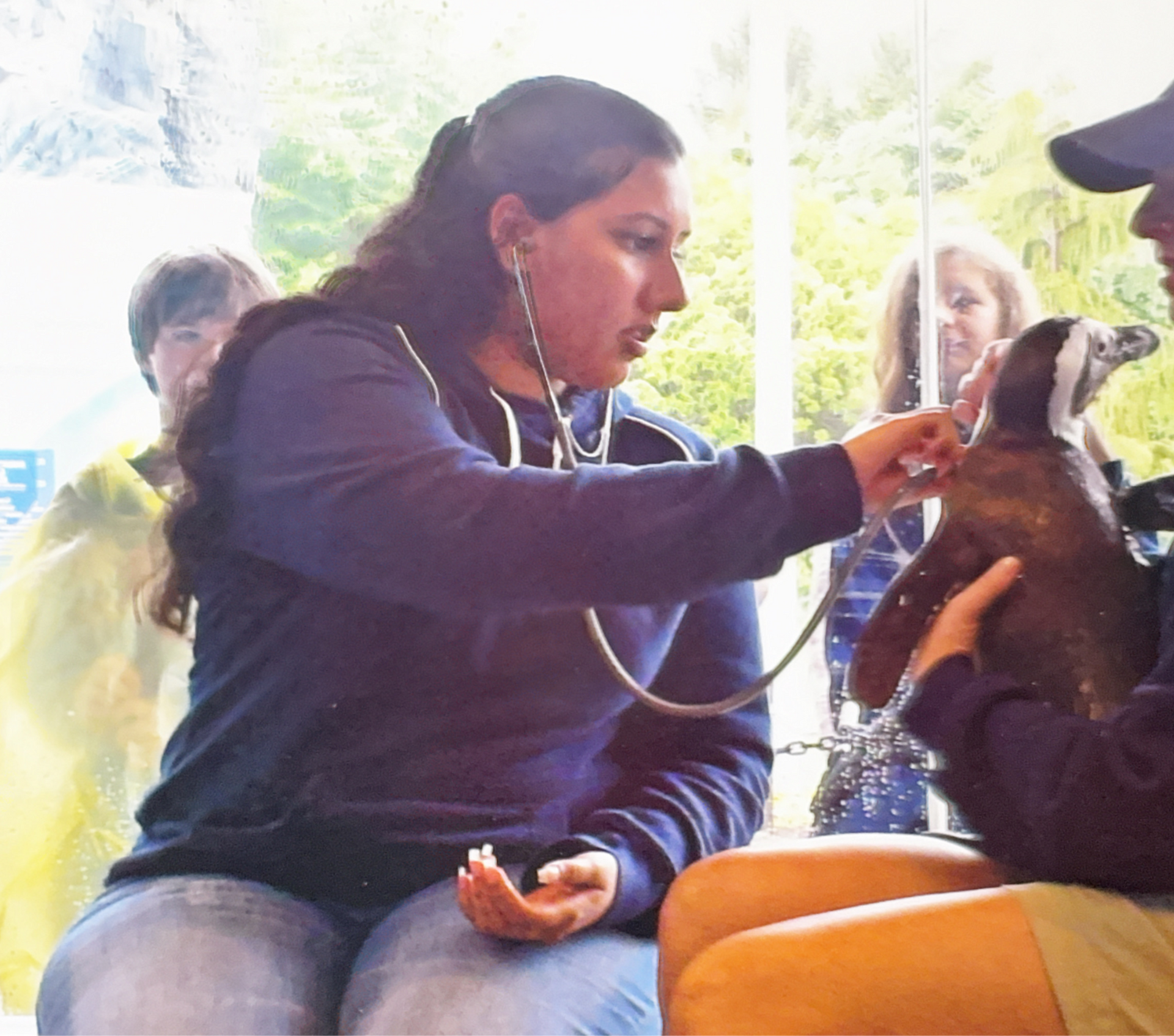 Examining a penguin