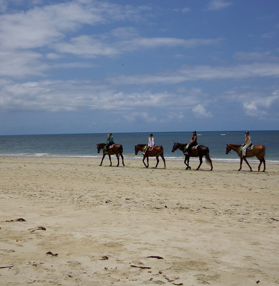 Cape Tribulation Horse Rides