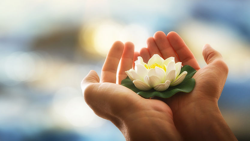 Hands holding a white water lily with water background and sun shine Concept of purity and